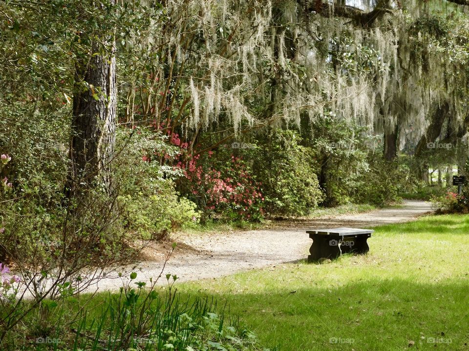 Haven. A peaceful reflection place along one of the many garden paths at Magnolia Plantation, near Charleston, SC in early spring.