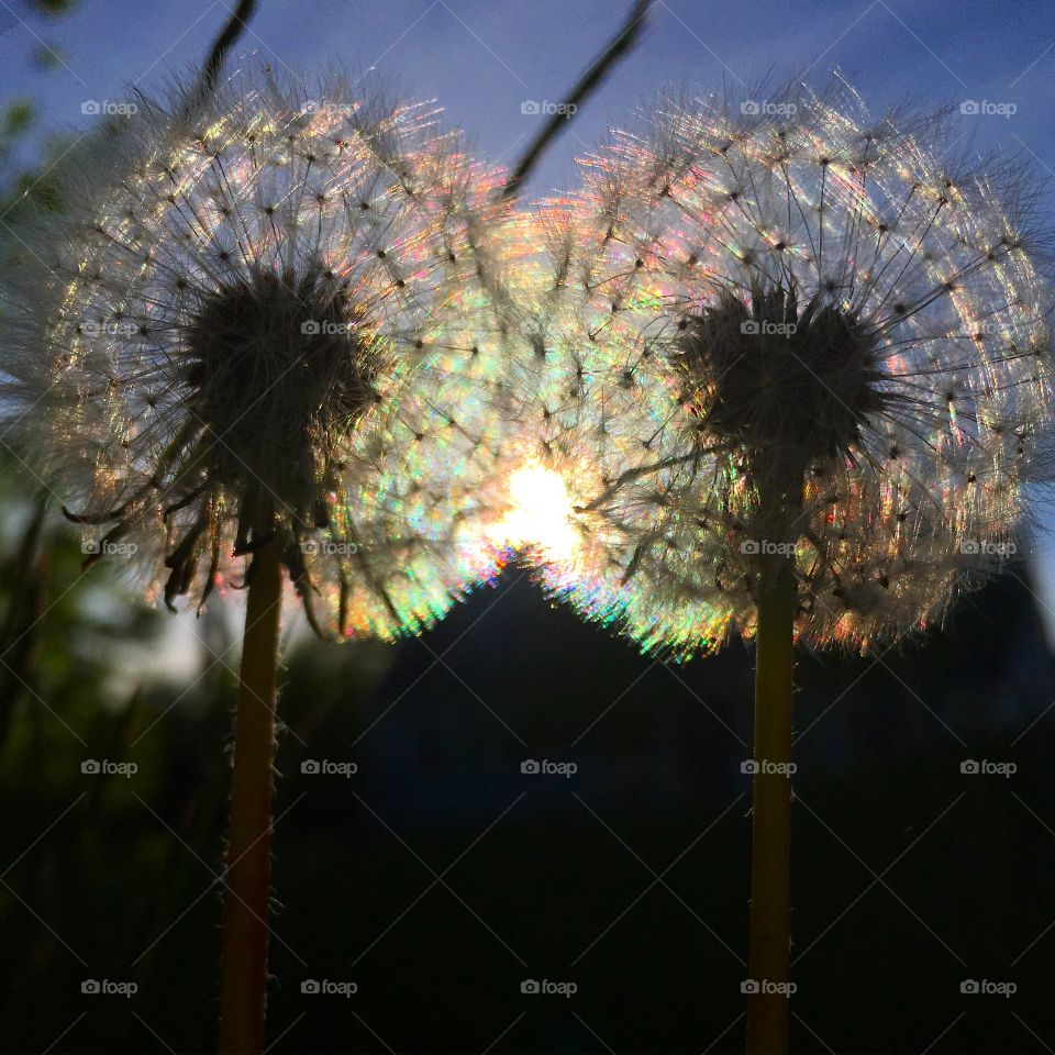 Dandelions seed