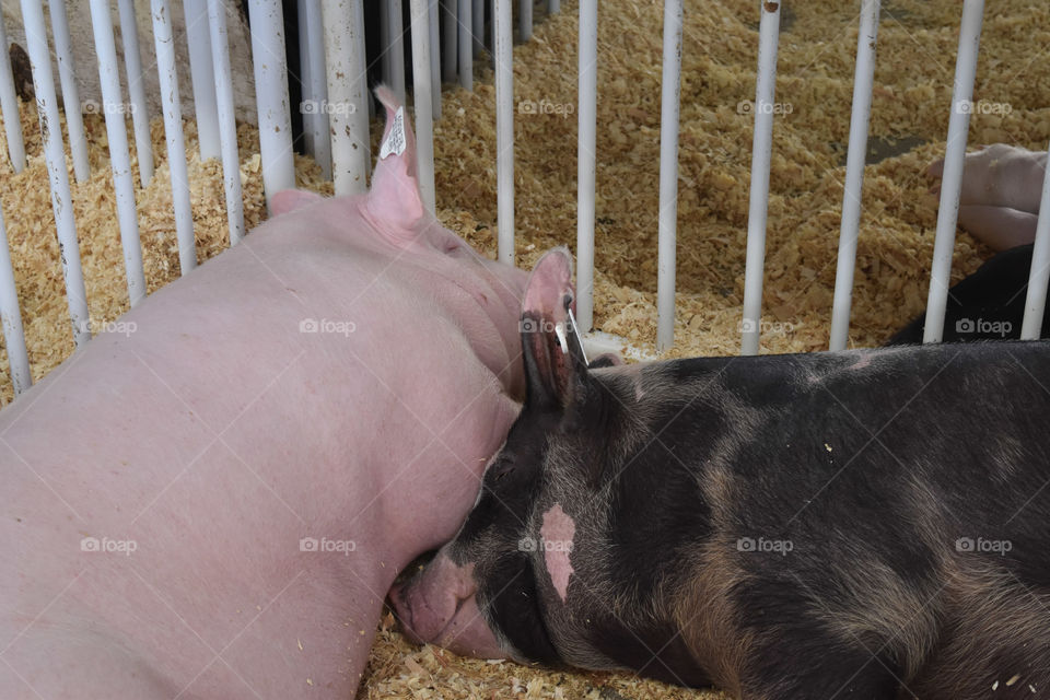 Pigs resting at the county fair