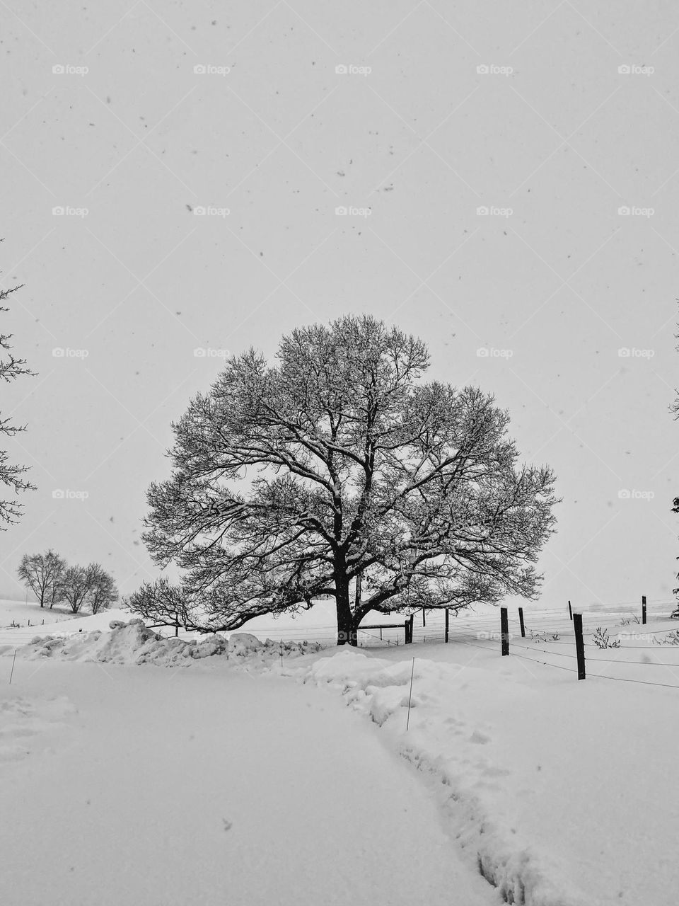 Tree in snow