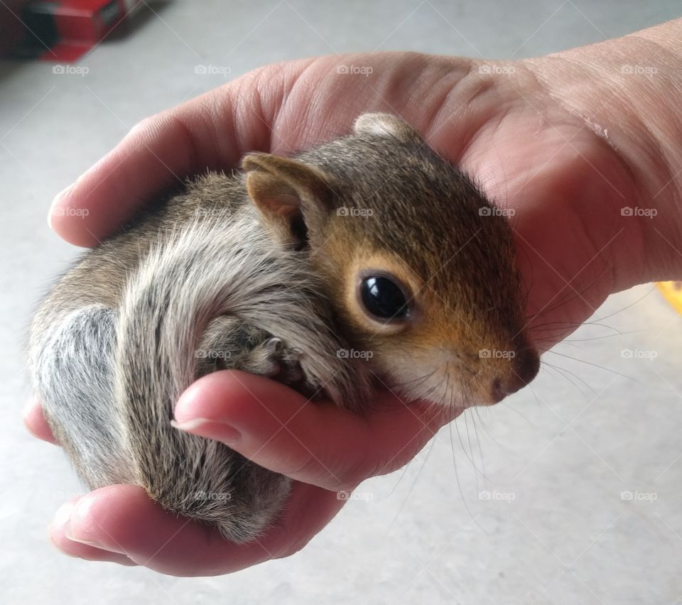 Person's hand holding baby squirrels