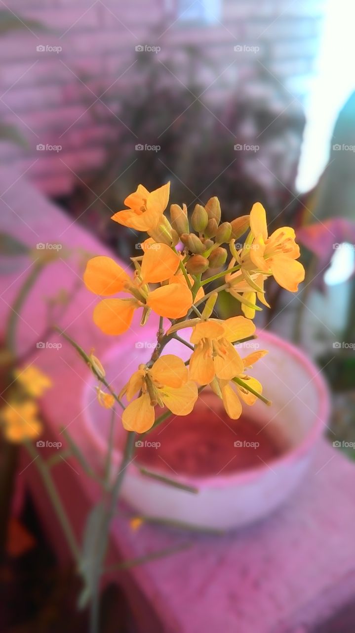 Yellow Jasmine Macro Shot