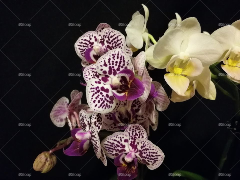 Phalaenopsis in the dark