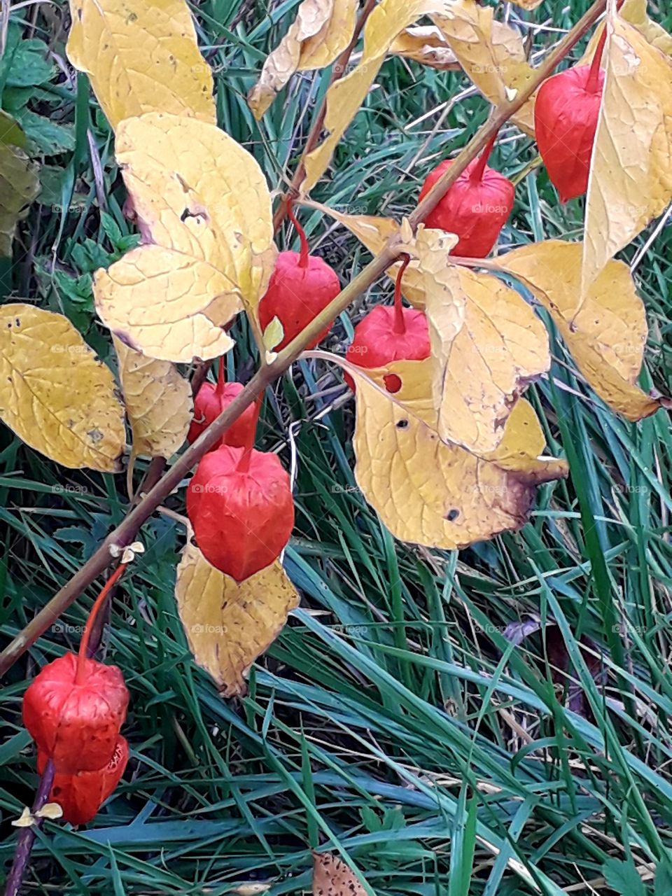 red fruits and yellow  leaves of physalis