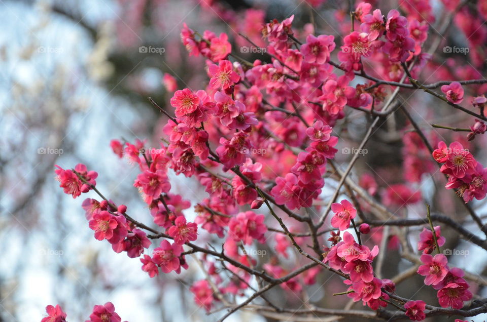 Plum blossom in Tokyo (Koraku-en)