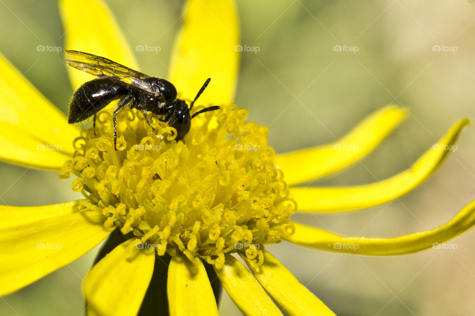 small black wasp on yellow flower