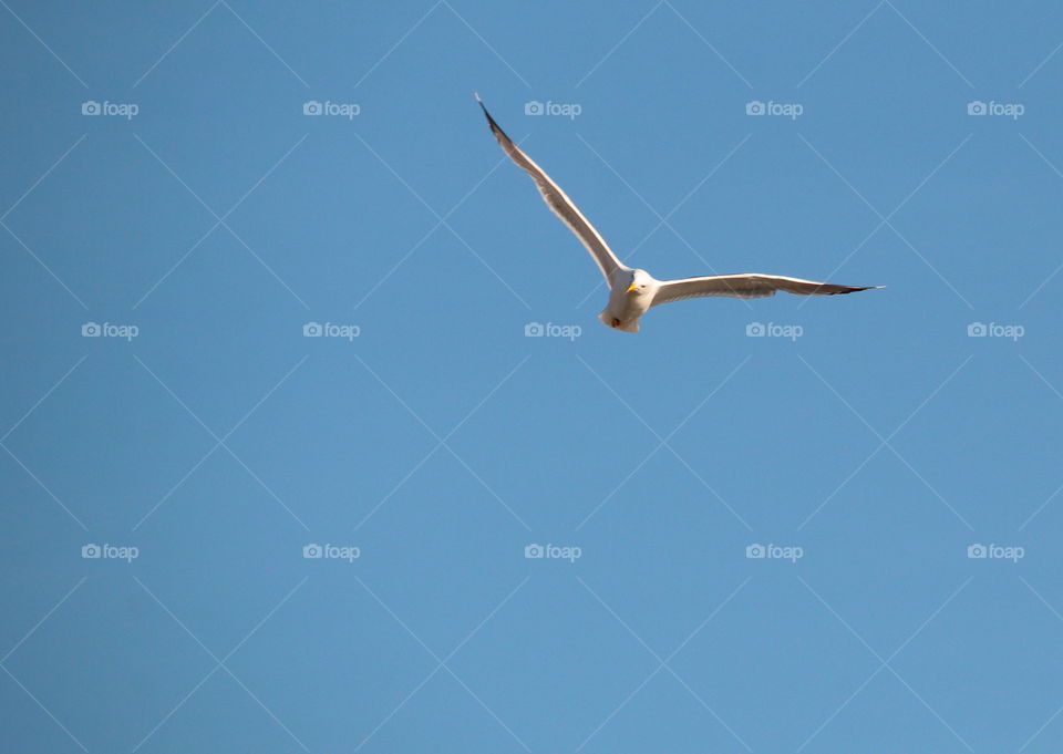 Flying Seagull