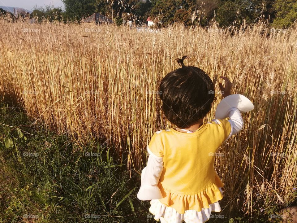Sweet little baby girl playing with wheat  plants in field and enjoying their childhood