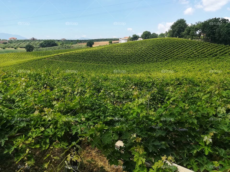 Countryside landscape with table grape vines