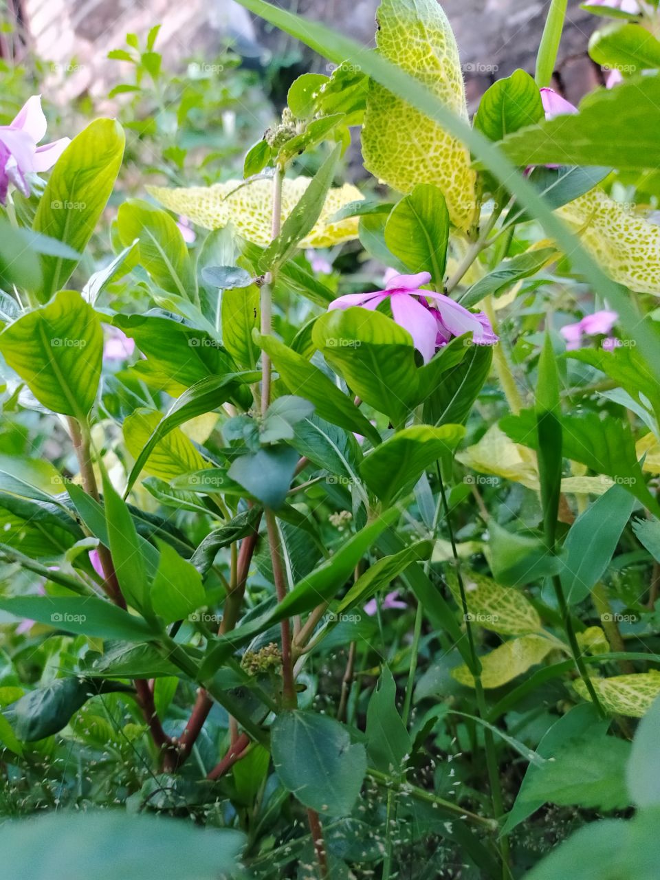 Good morning wishing you a happy day with full of sunny smiles.