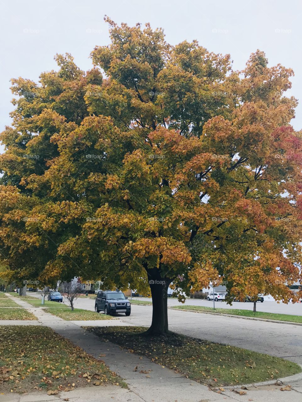 Gorgeous huge tree with fall colored leaves 
