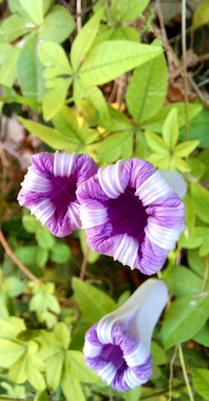 Ipomoea sagittata