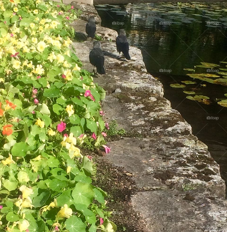 Three crows take walk by the river 