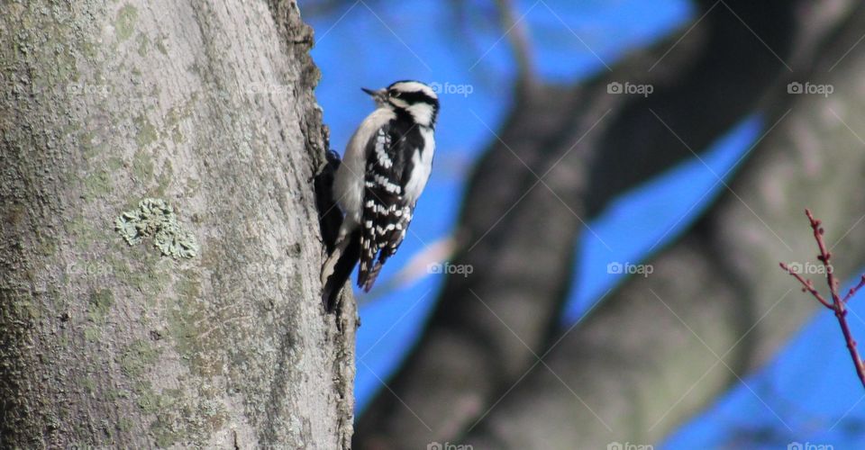 Woodpecker on tree trunk
