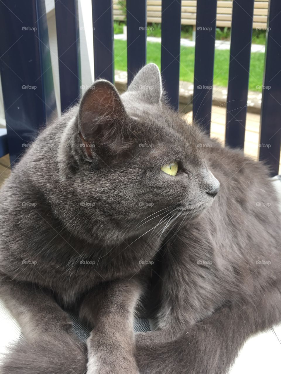 Grey cat on a chair