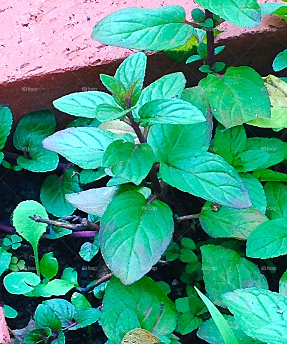 Chocolate Mint. Chocolate mint plant