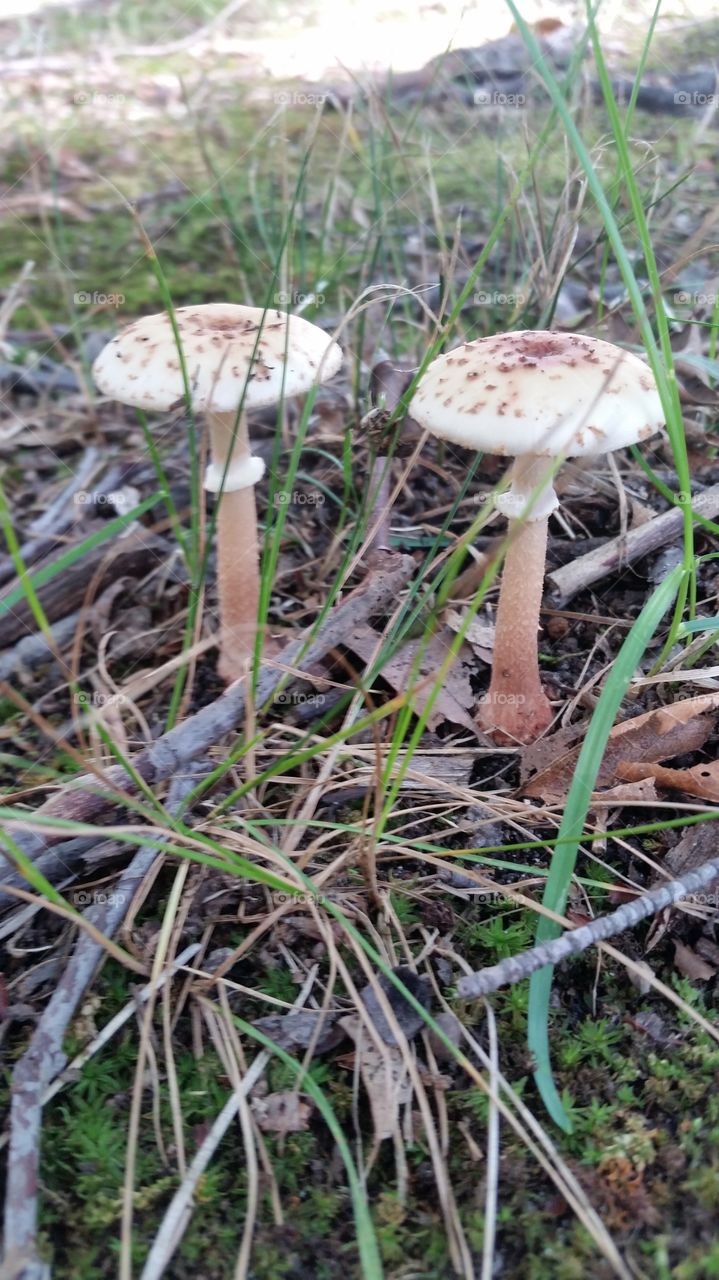 Two mushrooms in forest