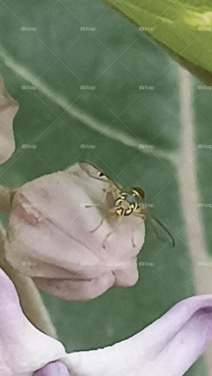 going to take flight with full open wings