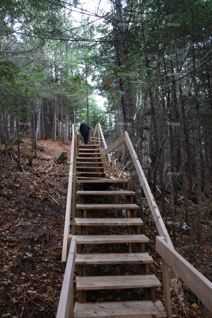 stairs through woods