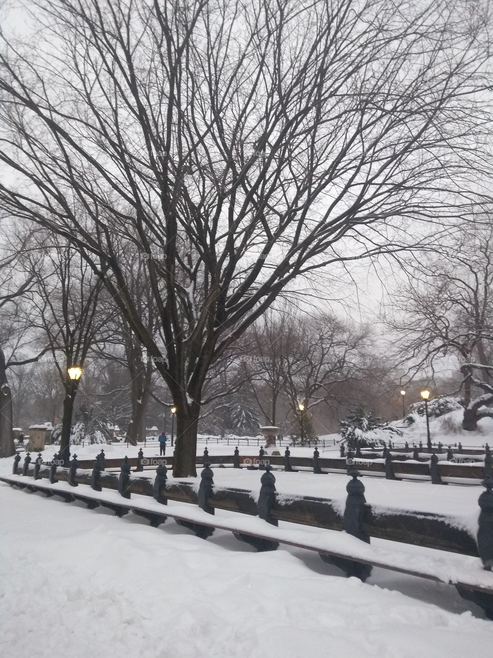 Central Park after Large Snow Storm