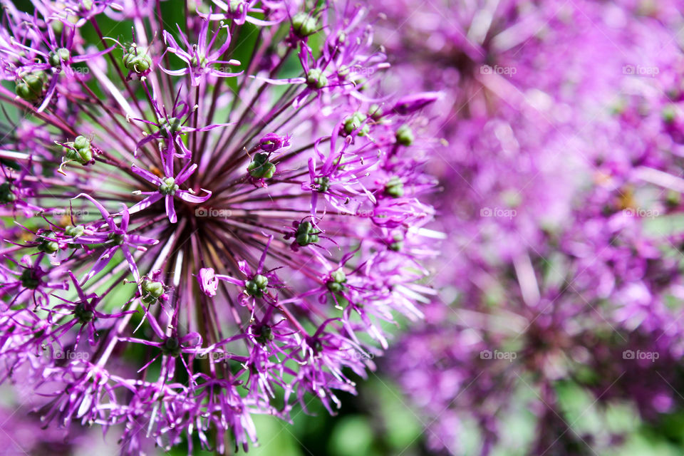 Purple flower