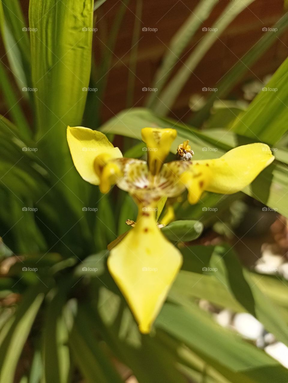orquídea