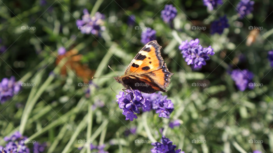 sommar summer butterfly fjäril by jempa_m