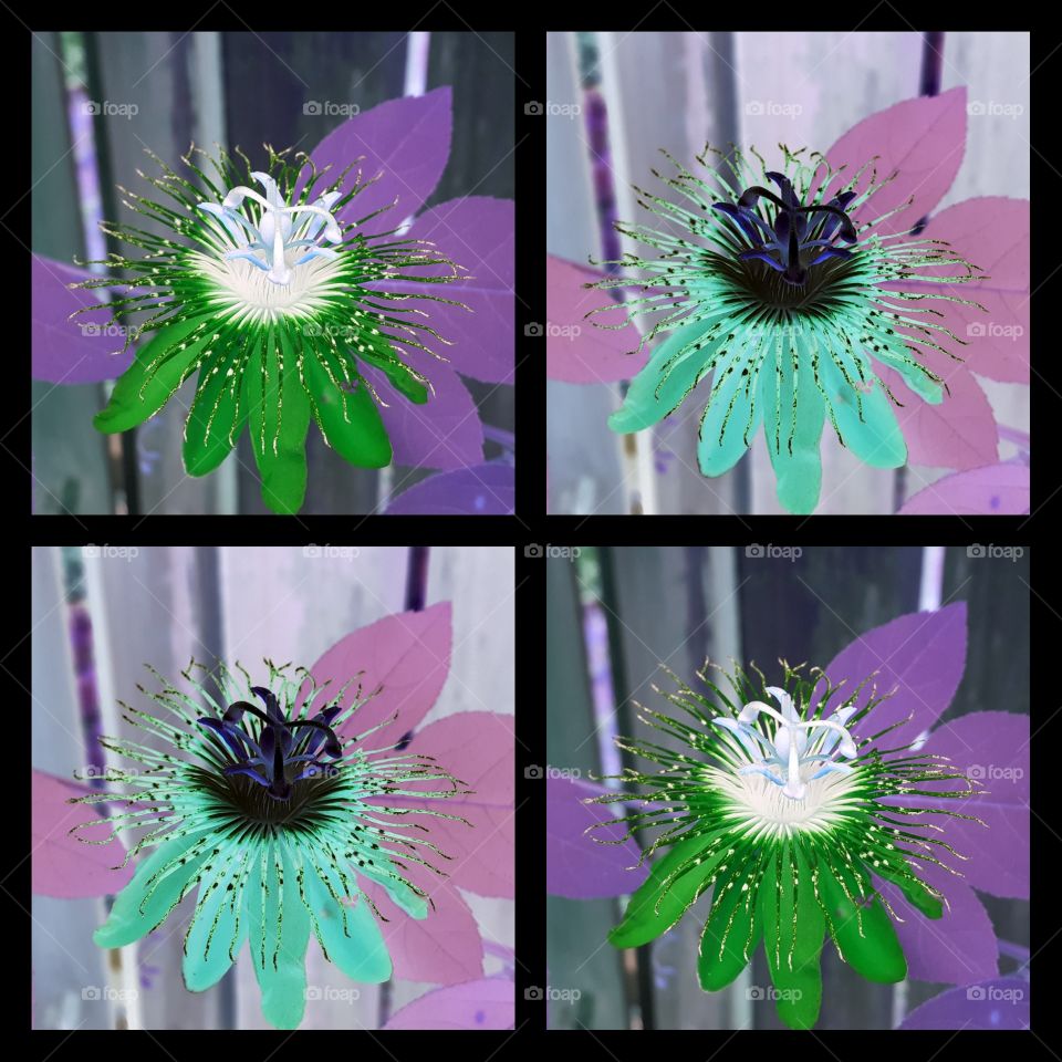 passion flower pop art