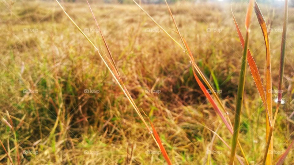 mobile series:plants