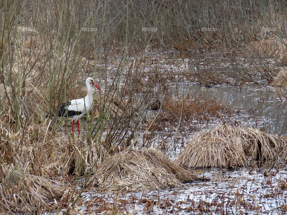 Stork in the swamp