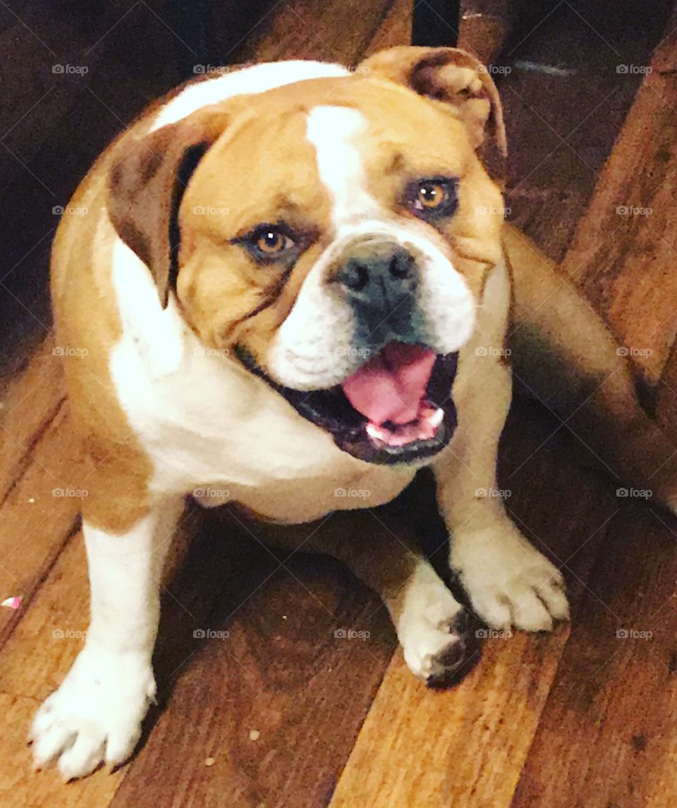 Bulldog smiles