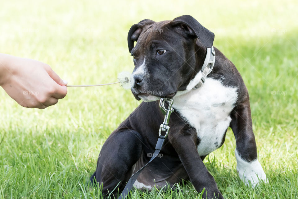 Cute little puppy smells dandelion flower for the first time 