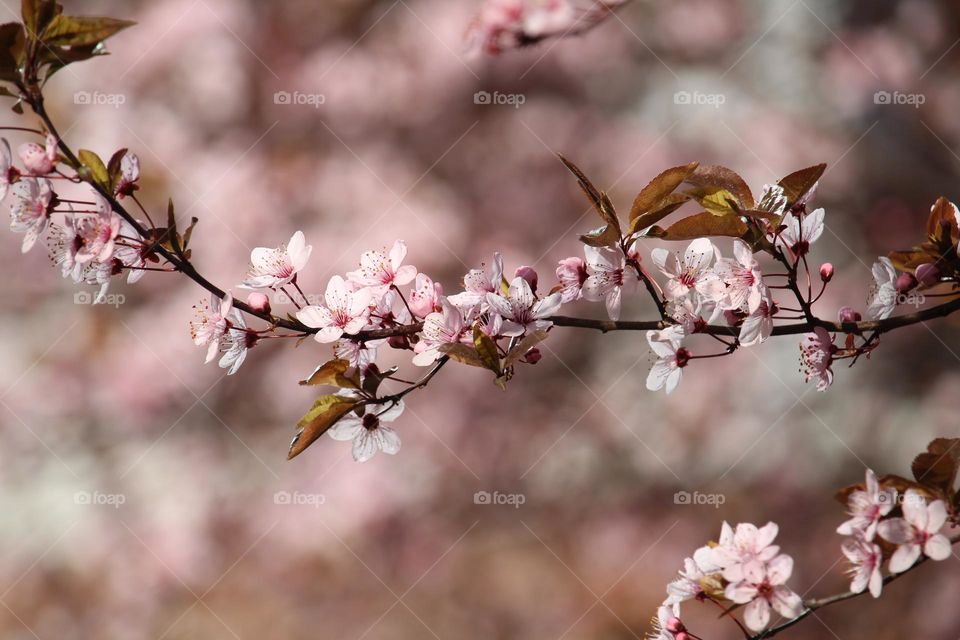 Pink Flowers