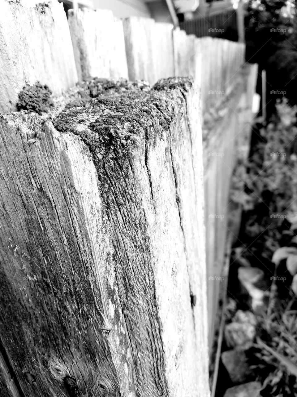 fence b and w