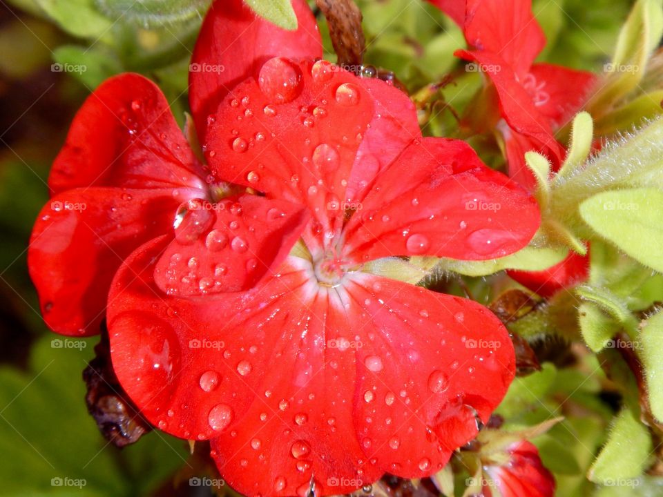 Raindrops on a flower