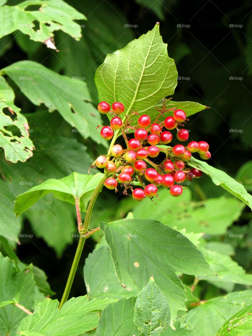 berries