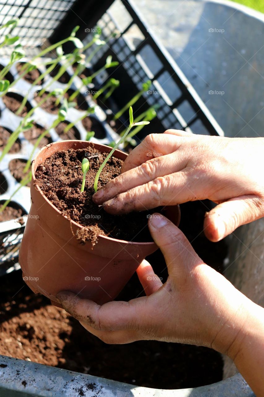 Plant Plants to Celebrate Earth Day