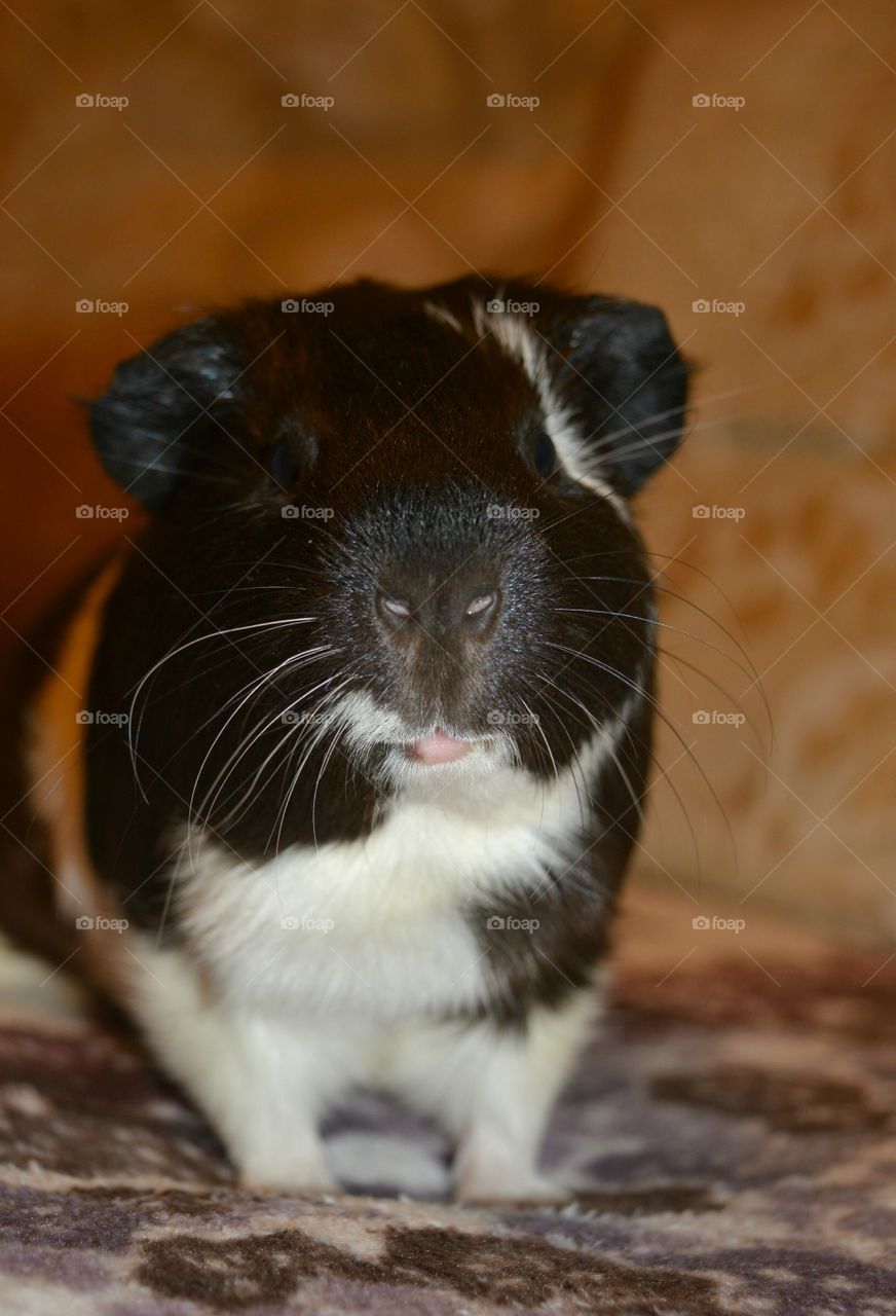 Portrait of guinea pig