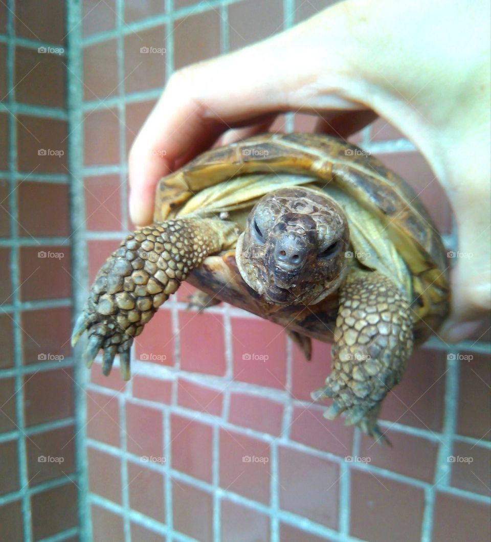 turtle in the hand mobile photography