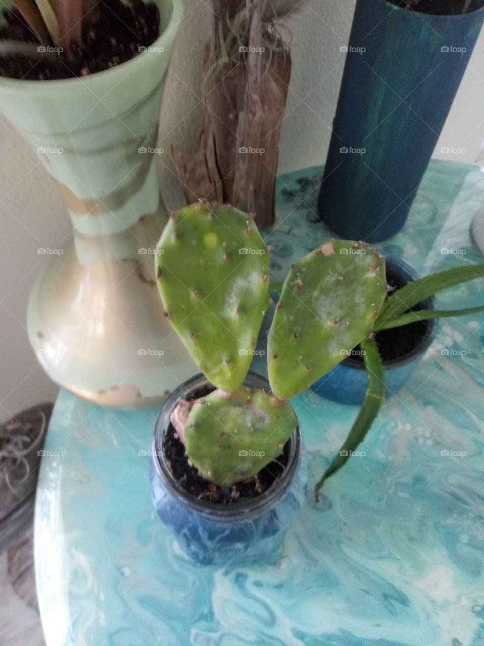 a cactus used in home decor