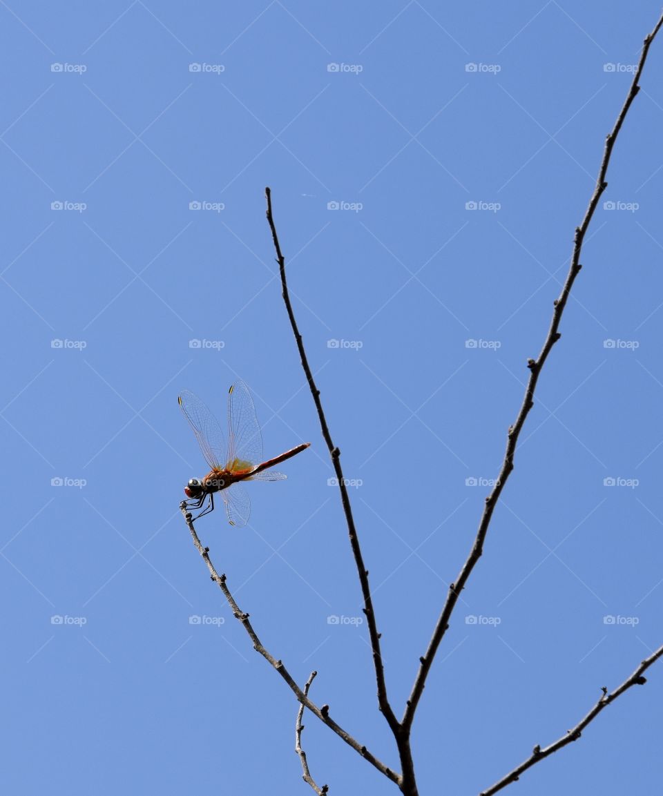 Dragonfly on a dead branch with deep blue sky as background 