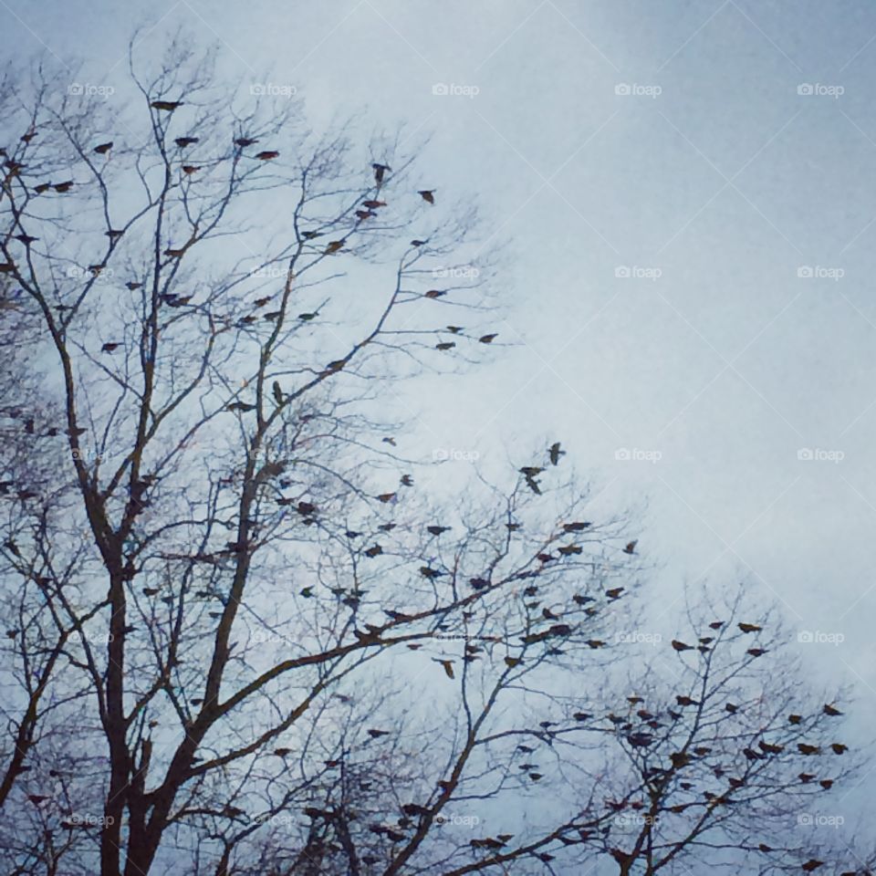 Tree, Winter, Branch, Snow, Landscape