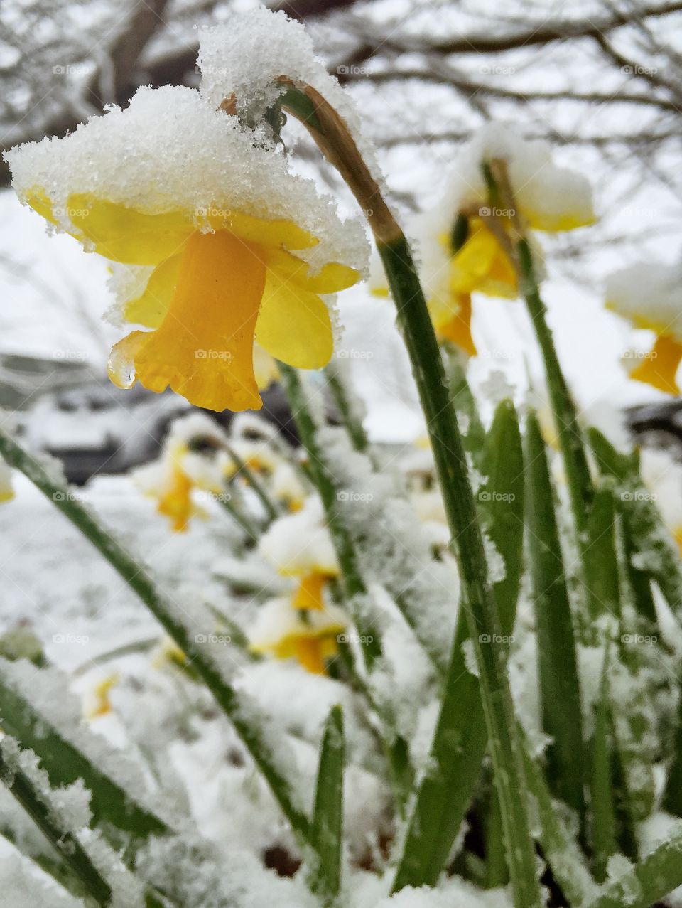Snow on daffodil
