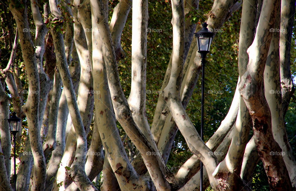 tree trunks between lights and shadows