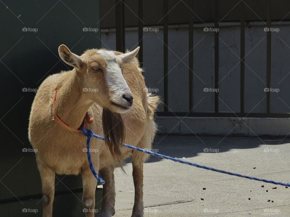 The Surfing Goat of Pismo Beach