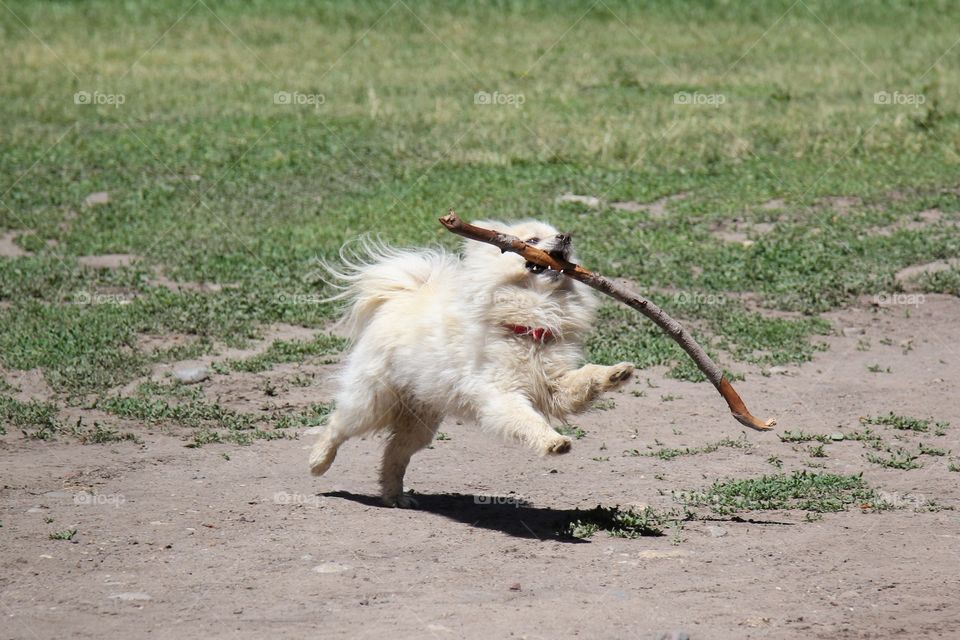 A fluff ball pup with a big stick 