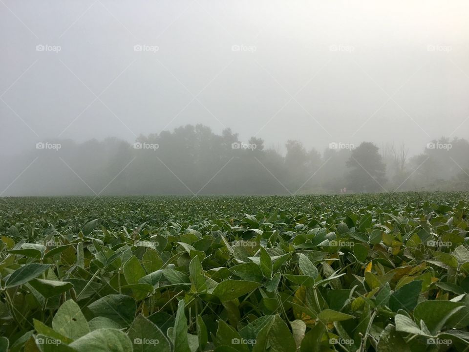 Foggy landscape