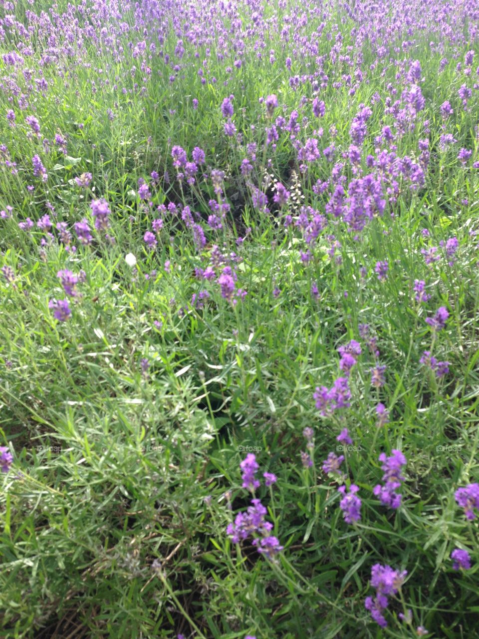 Lavender plant garden 