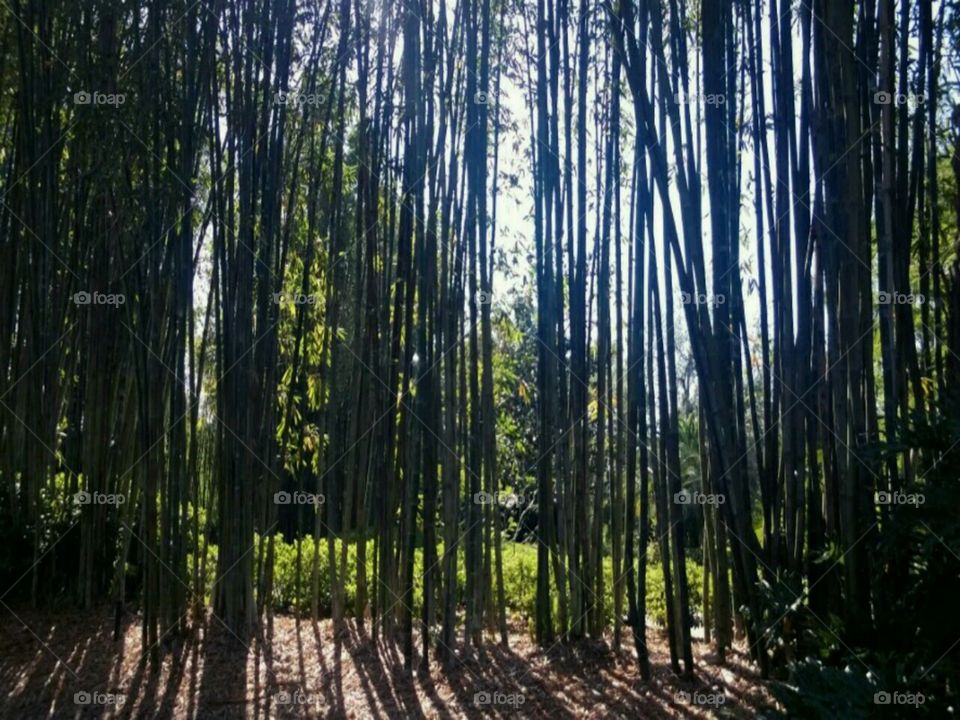 Bamboo. beautiful bamboo
