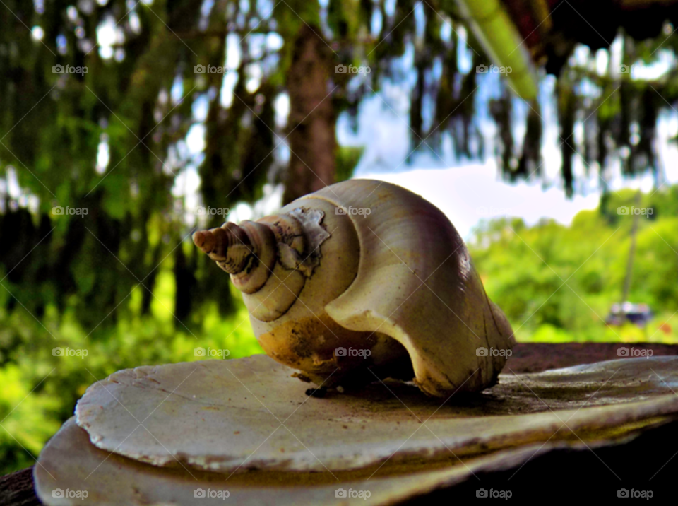 Snail 🐌